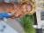 Raven Ray