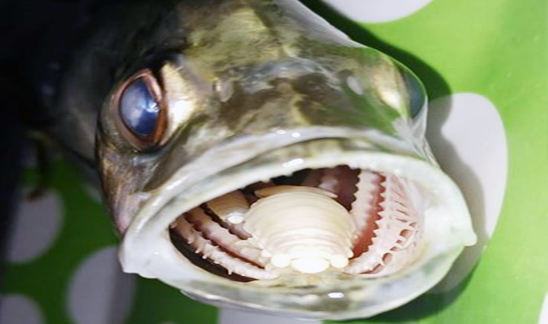 Вкус рыбы во рту. Мокрица-паразит Cymothoa exigua.